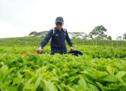 Ciptakan Sejarah, PalmCo Turn Around Komoditas Teh dan Karet hingga Untung