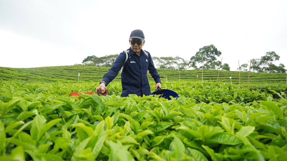 Direktur Utama PTPN IV PalmCo Jatmiko Santosa saat meninjau kebun teh Regional II di Sidamanik, Sumatera Utara. (dok. istimewa)