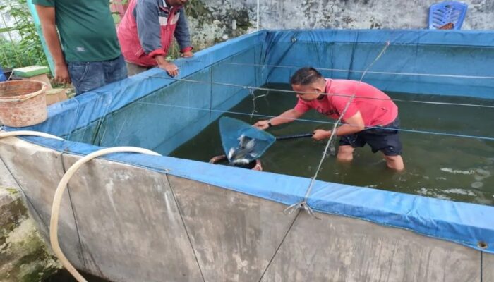Rutan Lubuk Sikaping Luncurkan Budidaya Ikan Nila Bioflok, Dukung Kemandirian WBP dan Ketahanan Pangan