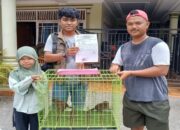 Warga Temukan Dua Anak Kucing Hutan di Sawah, BKSDA Sumbar Langsung Evakuasi