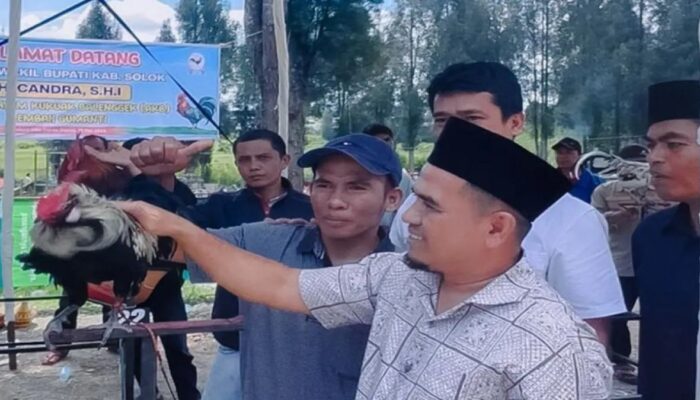 Kontes Ayam Kukuek Balenggek Ditetapkan jadi Agenda Tahunan Kabupaten Solok