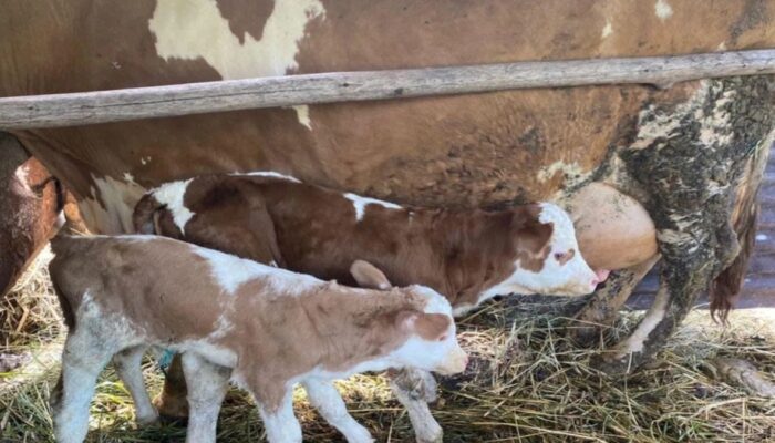 Sapi di Agam Lahirkan Anak Kembar lewat Inseminasi Buatan