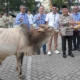 Perumda AM serahkan sapi kurban untuk disalurkan ke masjid dan musala se-Kota Padang yang diterima simbolis oleh Wawako Maigus Nasir. (dok. Prokopim)
