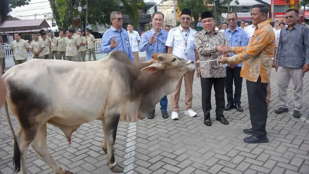 Perumda AM serahkan sapi kurban untuk disalurkan ke masjid dan musala se-Kota Padang yang diterima simbolis oleh Wawako Maigus Nasir. (dok. Prokopim)
