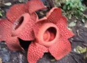 Kasus Unik, Dua Bunga Rafflesia Mekar secara Berdempet di Agam