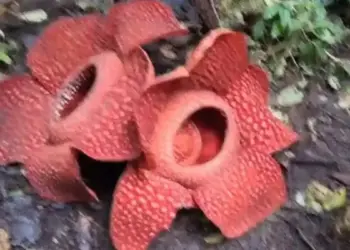 Dua individu bunga rafflesia Arnoldii mekar secara bersamaan dengan jarak dekat di Batang Palupuh, Kecamatan Palupuh, Agam. (Dok ANTARA/HO/Joni Hartono)