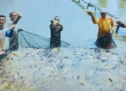 Produksi Ikan Tawar Triwulan I 2025 di Pasaman Capai 14.264 Ton