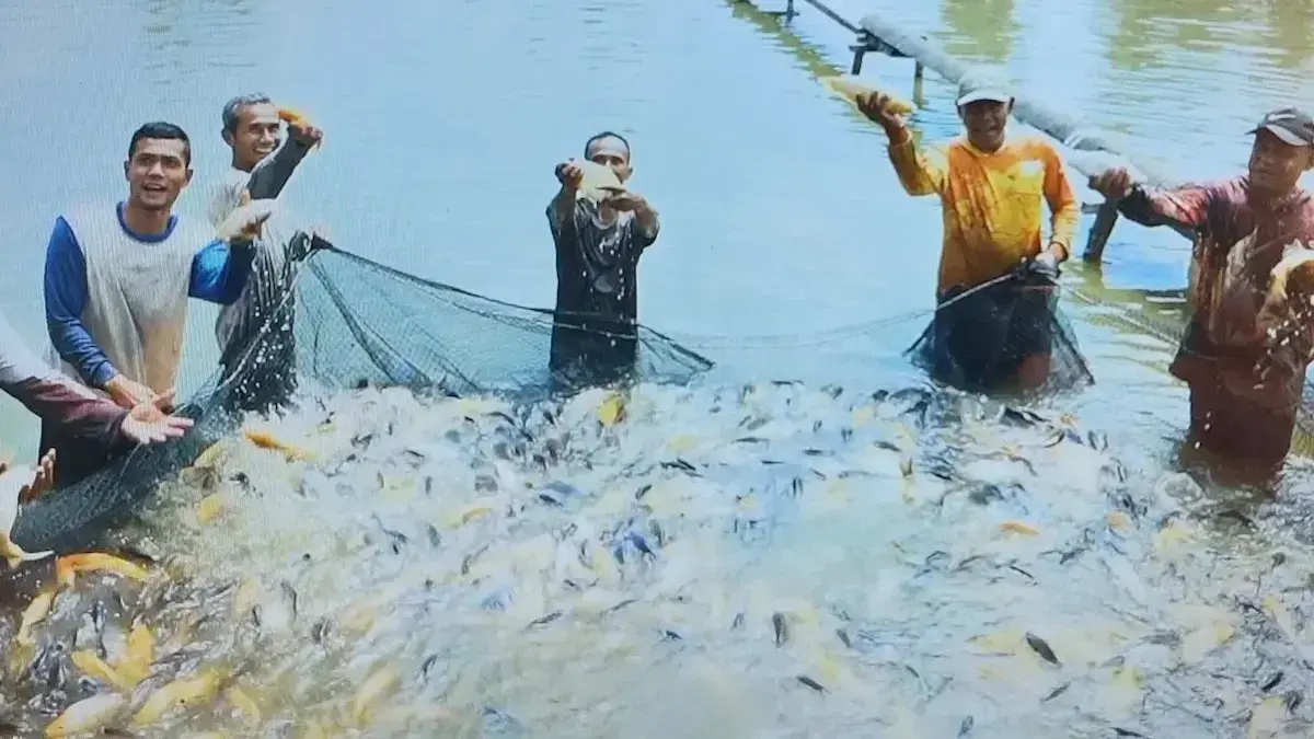 Petani saat panen Ikan Mas di satu kolam ikan tawar di Kecamatan Rao Selatan, Kabupaten Pasaman, Sumbar, Selasa (13/5/2025).(ANTARA/Heri Sumarno)