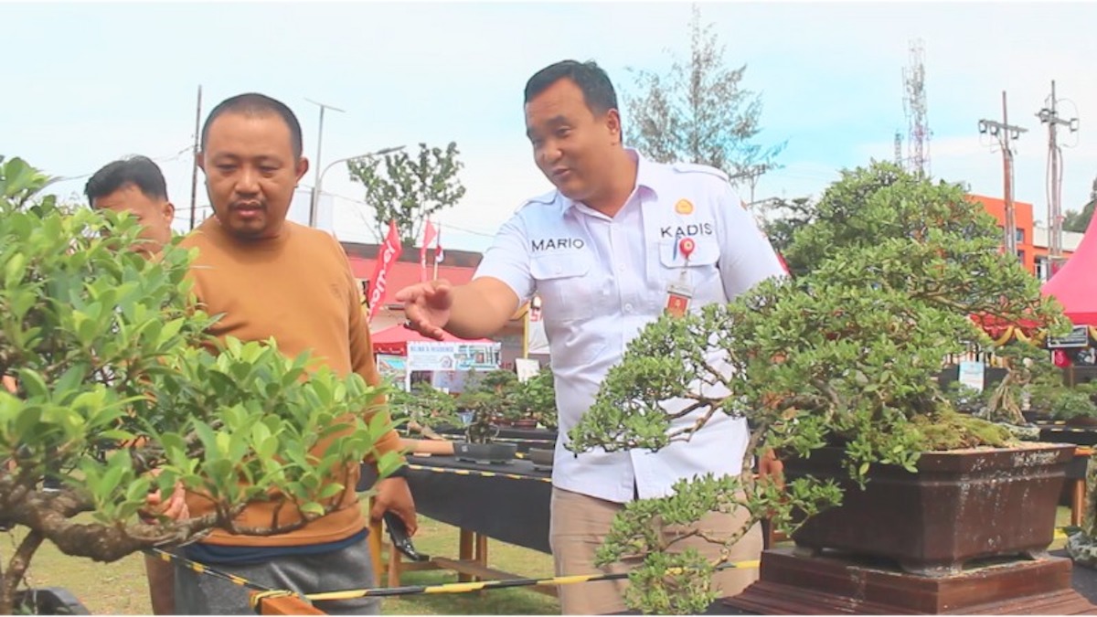 Mario Otomosi Zebua, Ketua Panitia Perayaan Hari Ulang Tahun Kota Gunungsitoli ke-347 Tahun 2025 menjelaskan beberapa detail terkait tanaman Bonsai kepada pengunjung Alun-Alun Kota Gunungsitoli, Sumatera Utara. (dok. Radarsumbar.com/Putra Tanhar)