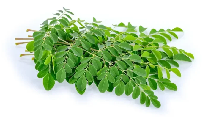 Keajaiban Daun Kelor, Sumber Antioksidan Alami untuk Kesehatan