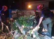 Pohon Tumbang Terjadi pada Enam Titik di Padang, Disebabkan Angin Kencang dan Hujan
