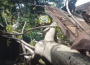 Pohon Kedondong Berdiameter 80 Centimeter Tumbang Timpa Rumah Warga di Padang