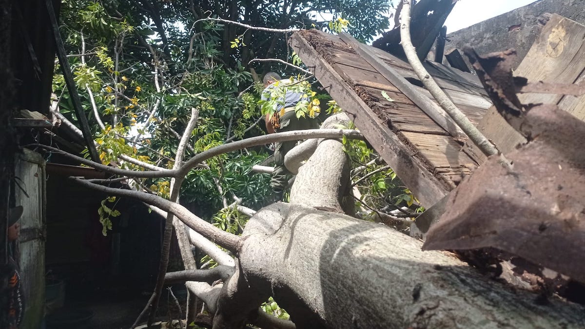 Pohon tumbang timpa rumah warga di Alang Laweh, Kecamatan Padang Selatan, Kota Padang. (dok. BPBD Padang)