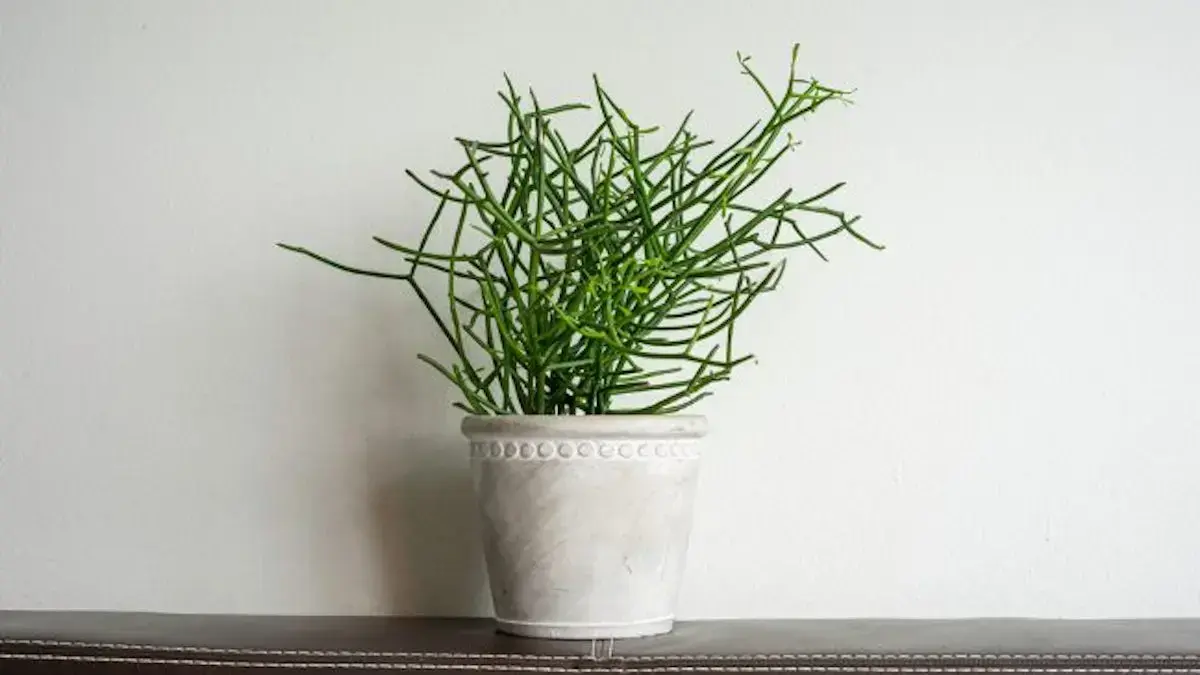 Tanaman patah tulang. (dok. istimewa)