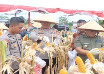 Polres Pasaman Barat Gelar Panen Raya Jagung, Dorong Pemanfaatan Lahan Keluarga