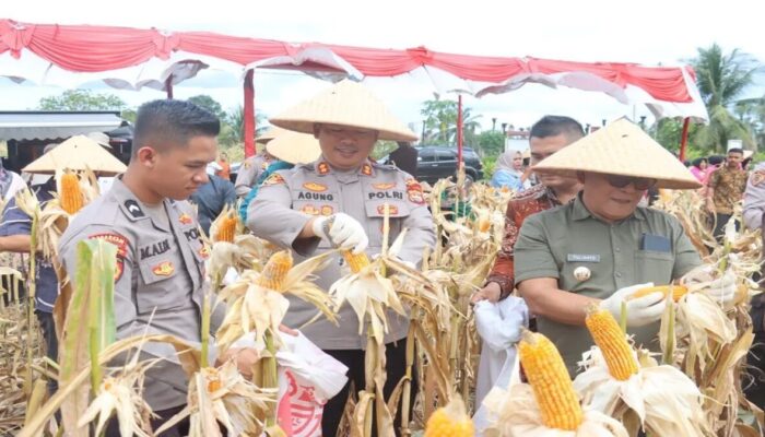 Polres Pasaman Barat Gelar Panen Raya Jagung, Dorong Pemanfaatan Lahan Keluarga