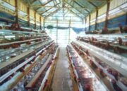 Pemkab Pasaman Barat Alokasikan 20 Persen Dana Desa untuk Ketahanan Pangan