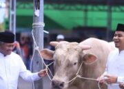 Pemko Solok Pantau Penyembelihan Sapi Kurban Presiden