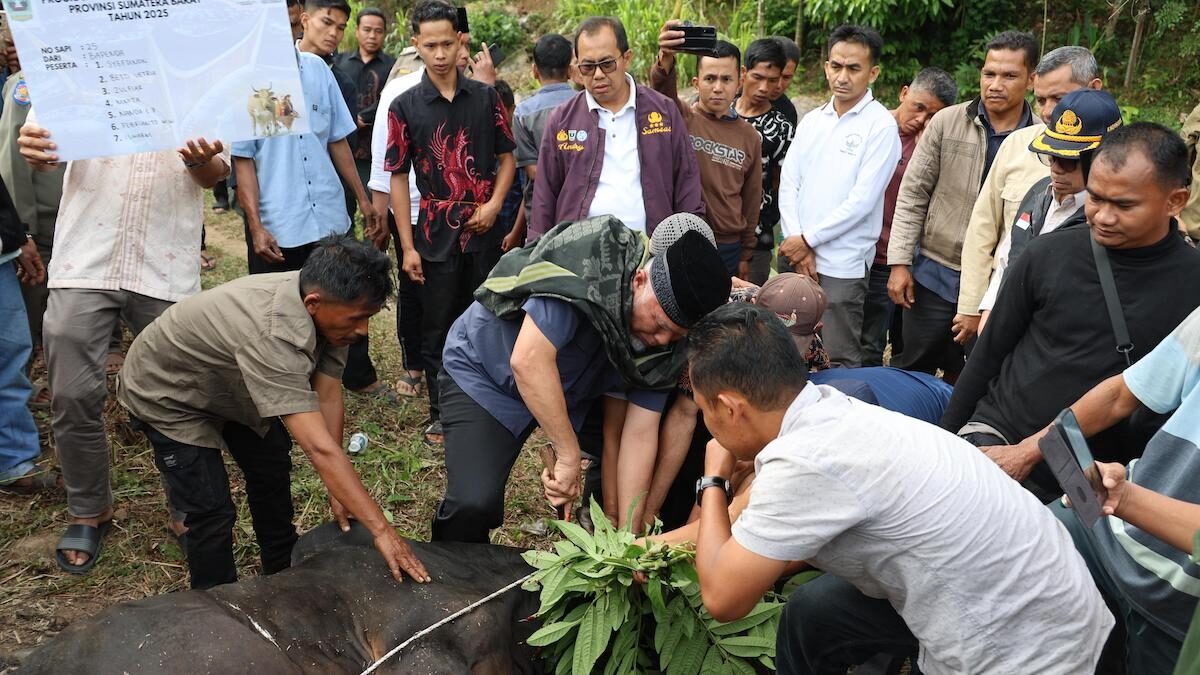 Gubernur Mahyeldi ikut dalam prosesi penyembelihan sapi kurban di Kabupaten Solok. (dok. adpsb)