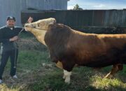 Gubernur Sumbar Imbau Penyembelihan Kurban Harus Sesuai Syariat dan Ramah Lingkungan