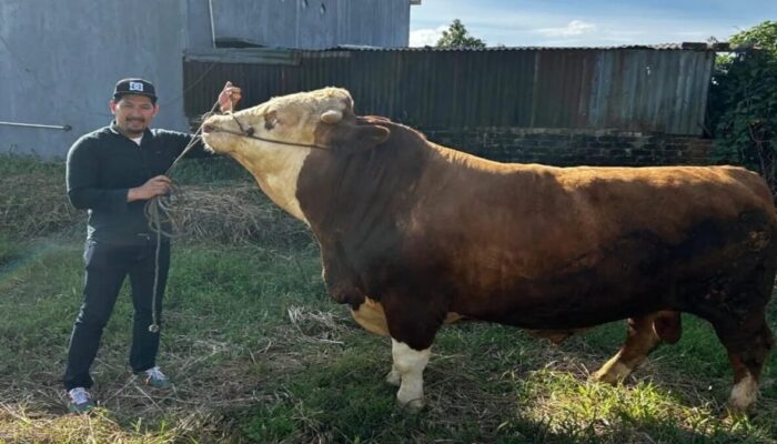 Gubernur Sumbar Imbau Penyembelihan Kurban Harus Sesuai Syariat dan Ramah Lingkungan