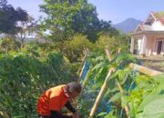Dukung Ketahanan Pangan, Lapas Talu Pasaman Barat Tanam Sayur-Buah