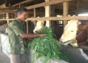 Presiden Prabowo Beli Sapi Peternak Dharmasraya untuk Kurban Idul Adha