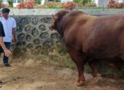 Presiden Prabowo Serahkan Sapi 930 Kg untuk Kurban di Agam