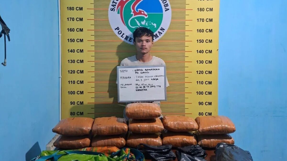 Tersangka WR (24) beserta 11 paket besar Ganja yang diringkus oleh Satres Narkoba usai diamankan ke Mako Polres Pasaman, Jumat (13/6/2025).(dok ANTARA/Heri Sumarno)