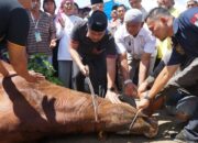 Ponpes Minangkabau Terima Bantuan Sapi Kurban Presiden, Diserahkan Langsung Wagub Vasko