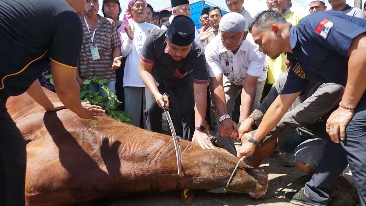 Wagub Vasko sembelih sapi kurban dari Presiden Prabowo di Ponpes Minangkabau. (dok. adpsb)