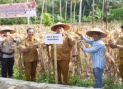 Wako Pariaman Panen Raya Jagung di Desa Sikapak Barat, Dorong Ketahanan Pangan Berbasis Potensi Lokal