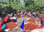 Kopi Arabika PTPN Kian Digemari Masyarakat Dunia, Target Produksi Kopi Tertinggi Capai 1.200 Ton