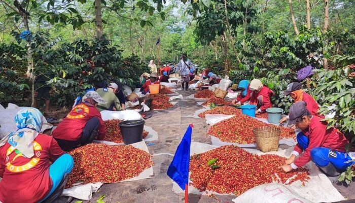 Kopi Arabika PTPN Kian Digemari Masyarakat Dunia, Target Produksi Kopi Tertinggi Capai 1.200 Ton