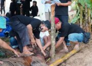 PTPN IV Regional 4 Sembelih 131 Hewan Kurban di Hari Raya Idul Adha 1446 H