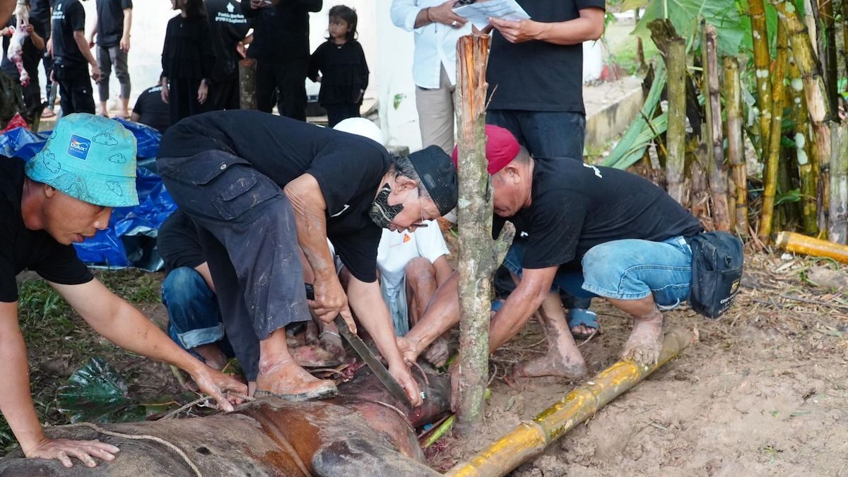 Penyembelihan hewan kurban PTPN IV Regional 4. (dok. istimewa)