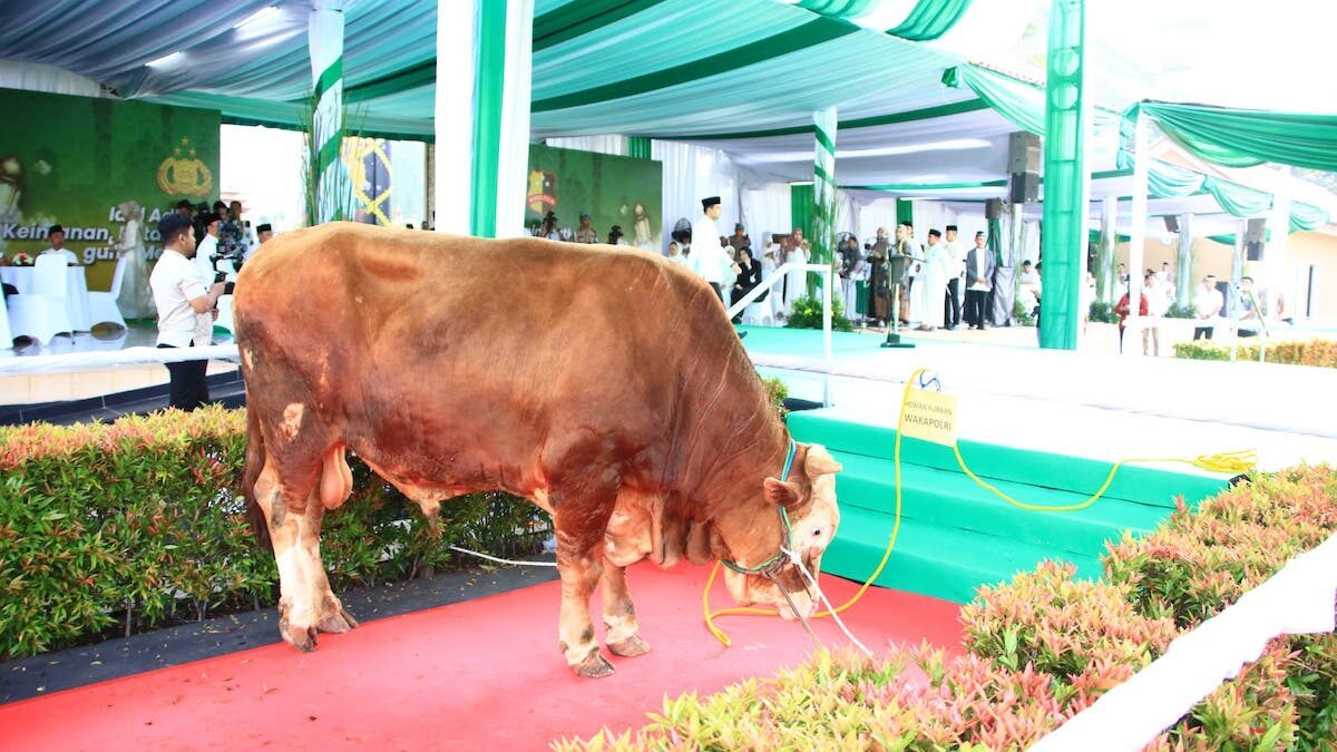 Sapi kurban dari Kapolri. (dok. Divhumas Polri)