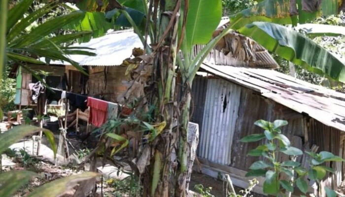 Viral Lansia Tinggal di Hutan, Pemnag Saruaso Tanah Datar Bantah tak Beri Bantuan