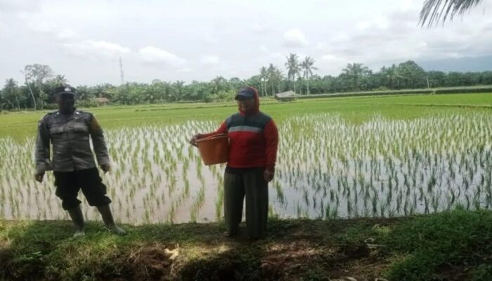 Dorong Produktivitas, Pemkab Pasaman Barat Minta Petani Tanam Padi Tiga Kali Setahun