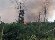 Tahura Sultan Thaha Syaifuddin Jambi Terbakar, Petugas masih Berjibaku Padamkan Api