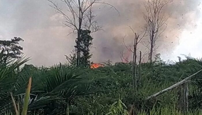 Tahura Sultan Thaha Syaifuddin Jambi Terbakar, Petugas masih Berjibaku Padamkan Api