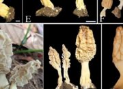 Peneliti BRIN Temukan Spesies Jamur Morel Baru di Gunung Rinjani