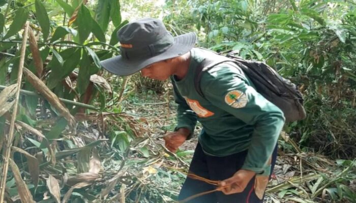 BKSDA Musnahkan Jerat Satwa di Cagar Alam Rimbo Panti, Harimau Sumatera Terancam