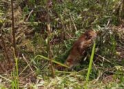 Kucing Emas Langka Terjerat di Kebun Warga Pasaman, BKSDA Lakukan Evakuasi