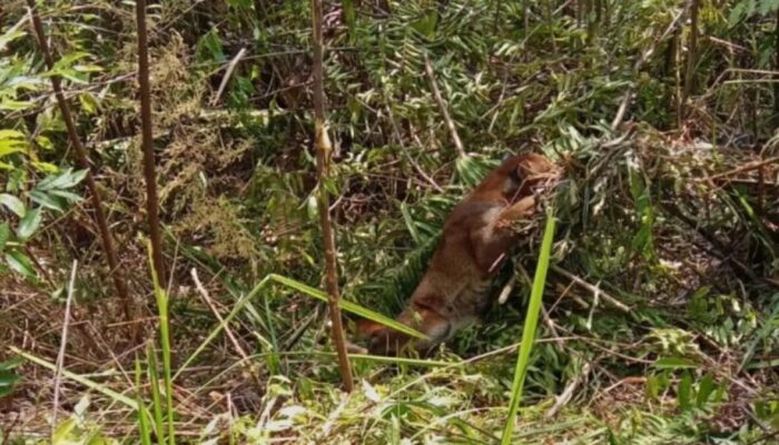 Kucing Emas Langka Terjerat di Kebun Warga Pasaman, BKSDA Lakukan Evakuasi