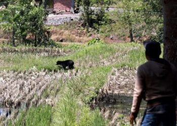 Penampakan beruang madu memasuki areal pertanian warga di Jorong Bukik Gombak, Nagari Baringin, Kecamatan Lima Kaum, Kabupaten Tanah Datar (Antara/Etri Saputra)