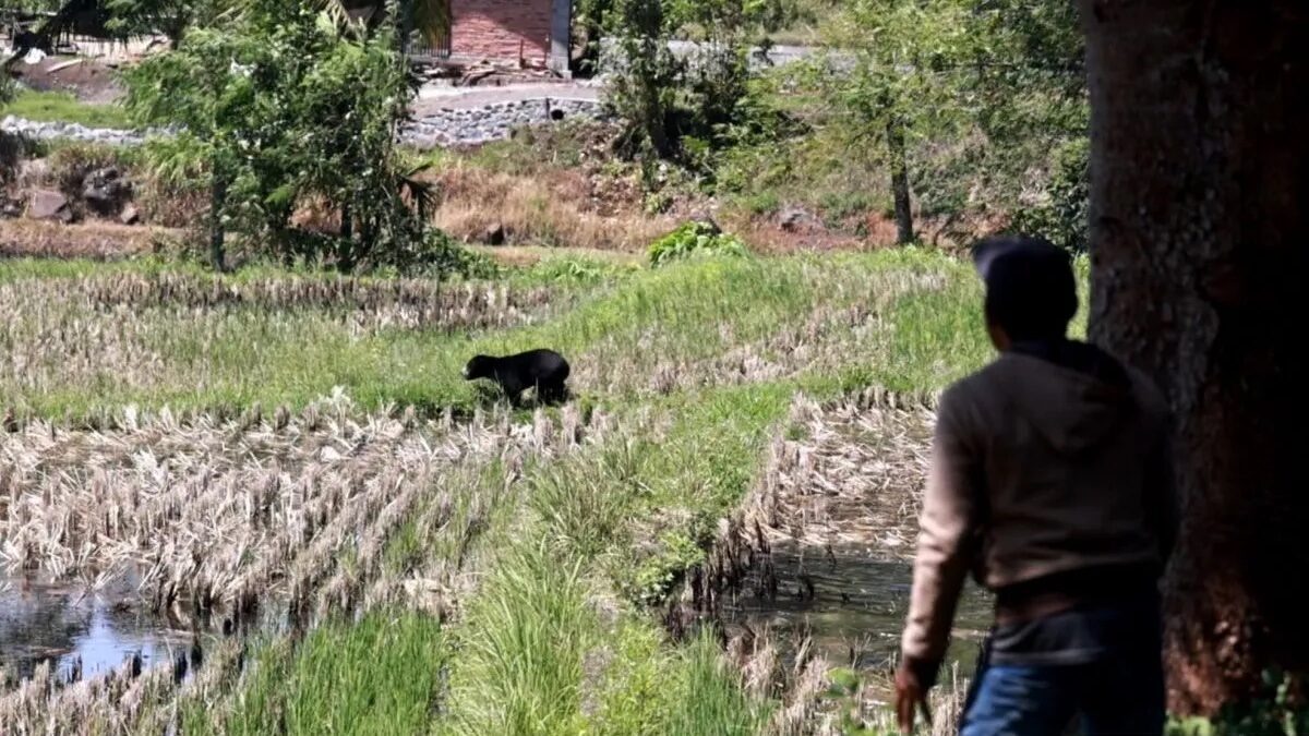 Penampakan beruang madu memasuki areal pertanian warga di Jorong Bukik Gombak, Nagari Baringin, Kecamatan Lima Kaum, Kabupaten Tanah Datar (Antara/Etri Saputra)