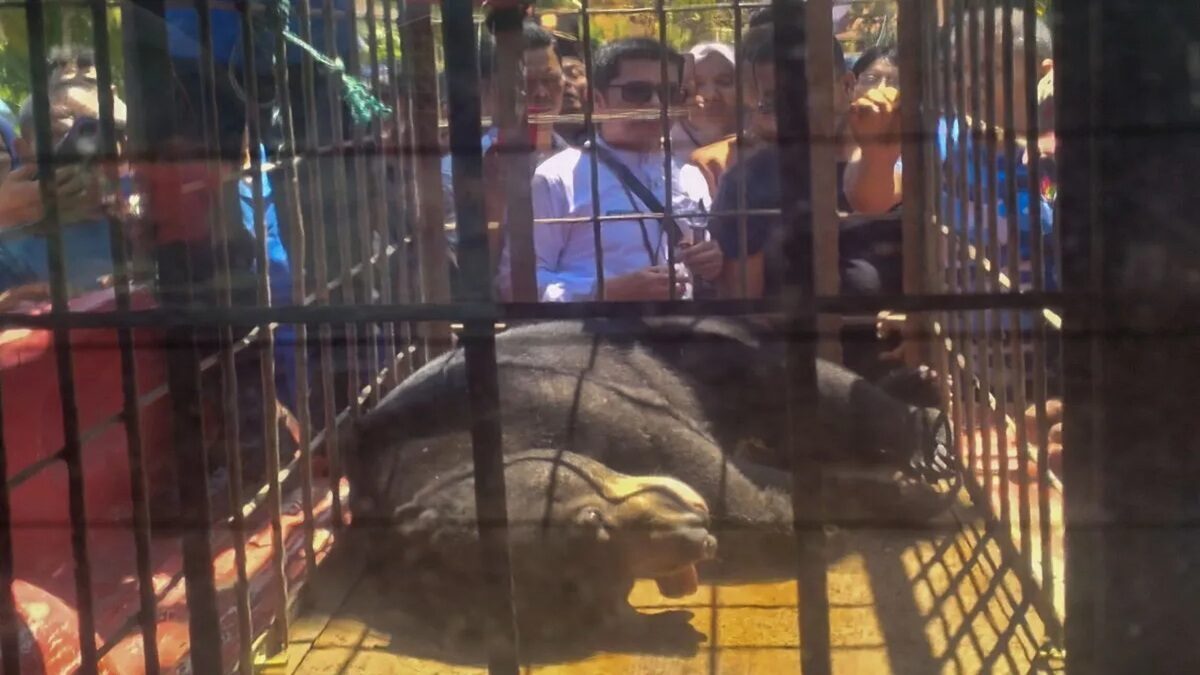 Warga mengamati seekor beruang madu jantan yang dibius petugas setelah sebelumnya masuk ke pemukiman warga di Kabupaten Tanah Datar, Sumatera Barat, Jumat (18/7/2025). (Antara/HO-Humas BKSDA Sumbar)