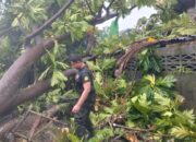 Hujan Deras Disertai Angin Kencang, Lima Pohon Tumbang di Padang