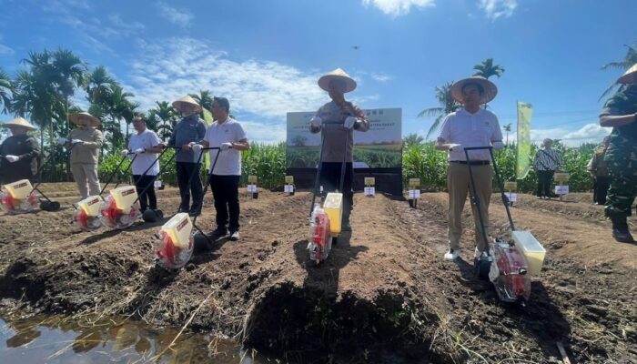 Atasi Kekurangan Jagung, Pemprov Sumbar Jalin Kolaborasi untuk Peningkatan Produksi